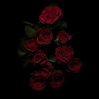 Profile Image for Red Roses.
