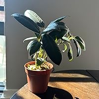 Profile Image for Paige.