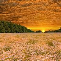 Profile Image for Miranda.