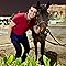 Ahmed Tarek