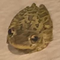 Profile Image for Giga .