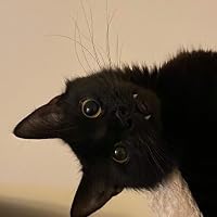 Profile Image for syá.