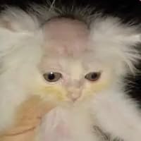 Profile Image for Hamster.