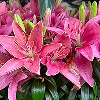 Profile Image for Alyssa CD.