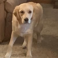 Profile Image for Gracie.