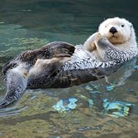 Profile Image for kadairh.