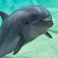 Profile Image for Dolphin Silly.