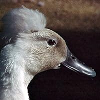 Profile Image for Marijo.