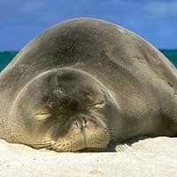 Profile Image for Hawaiian Monk.
