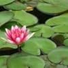 Lillypad