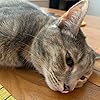 writnkitten