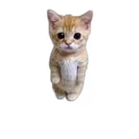 Profile Image for štœnethesayÿ.