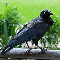 Profile Image for Saif Al Dabbagh.