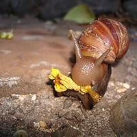 Profile Image for Pippin.