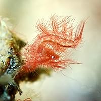 Profile Image for Panda Pan.