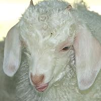 Profile Image for mora.