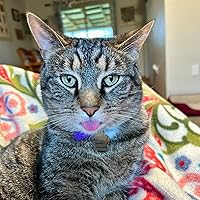 Pizza Tiger by Thomas Monaghan | Goodreads