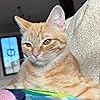 Lilli