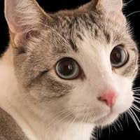 Profile Image for Chrizkokak.