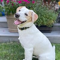 Four Complete Dr. Fell Mysteries: To Wake the Dead / The