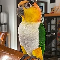 Profile Image for Jul.