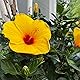 Starlight Hibiscus