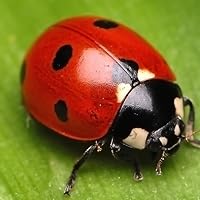 Profile Image for Rosie.