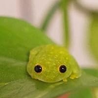 the feminist book of lights and shadows zsuzsanna budapest