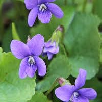 Profile Image for Violet.