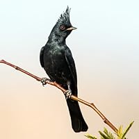 Profile Image for Phortunes Tolde.