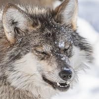 Profile Image for Scout Beeler.