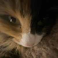 Profile Image for Madeleine Olsen.