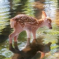 Profile Image for Claire (Pandalilys Version).