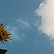 Awan