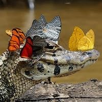 Profile Image for Reptil.