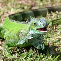 Profile Image for Iguanaaaaaa.