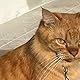 moorcat