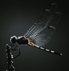 Profile Image for Dragonfly Alice.
