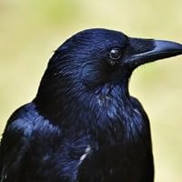 Profile Image for Corvo.