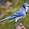 thenicebluejay