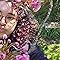 Mary_ame