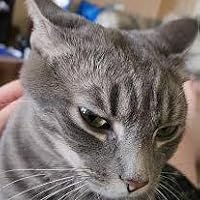 Profile Image for Abbas.