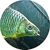 Confused Fish