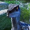 Velociraptor 