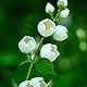 ❀ 伍花蕾 ❀