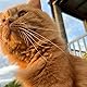 moorcat