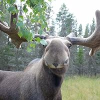 Profile Image for mooseboy.