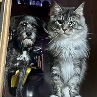 A Dog Called Kitty by Bill Wallace | Goodreads