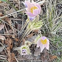 The Four Sacred Secrets: For Love and Prosperity, A Guide to