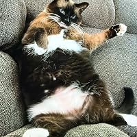 Profile Image for Chonk.